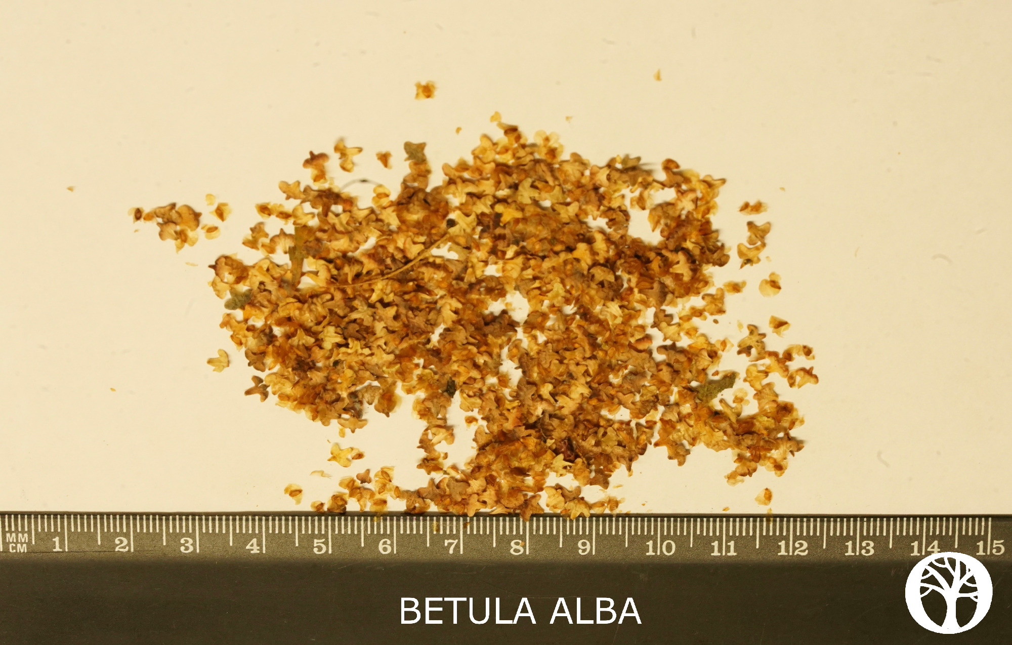 BETULA ALBA