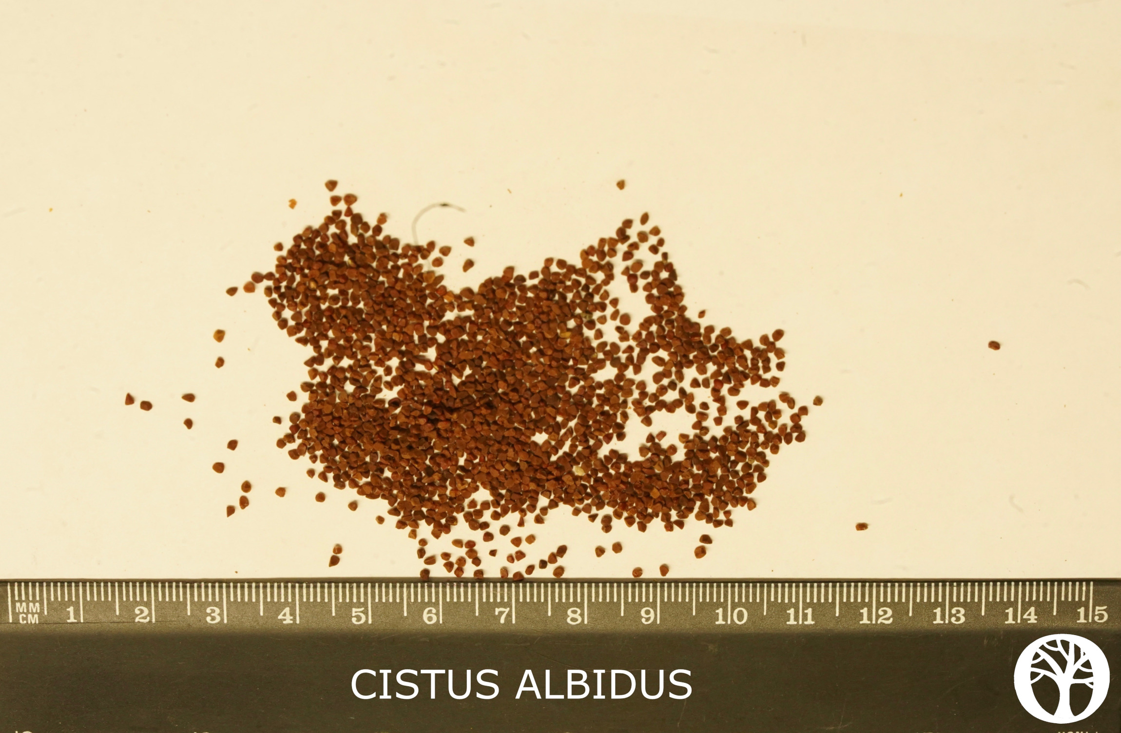 CISTUS ALBIDUS