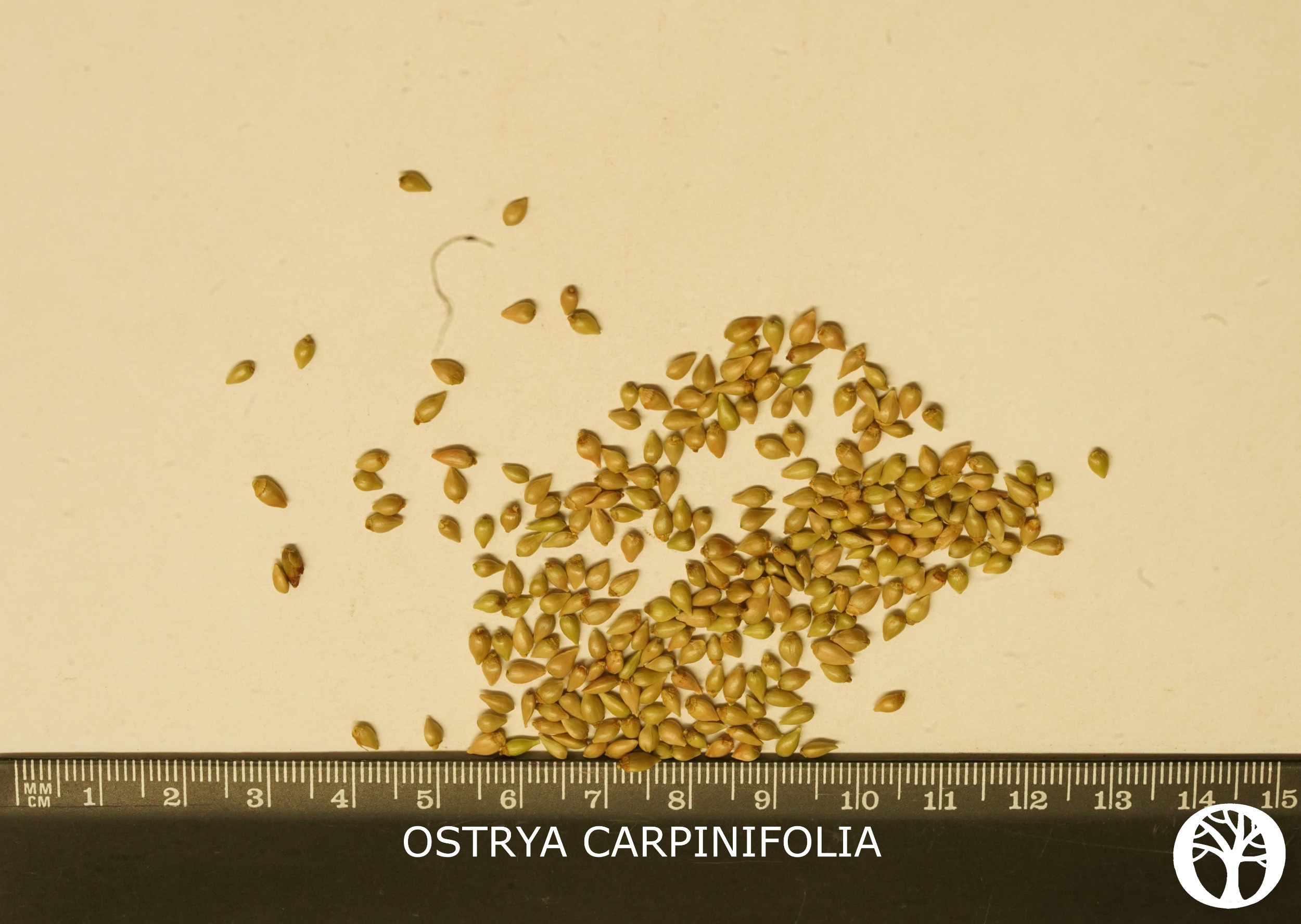 OSTRYA CARPINIFOLIA