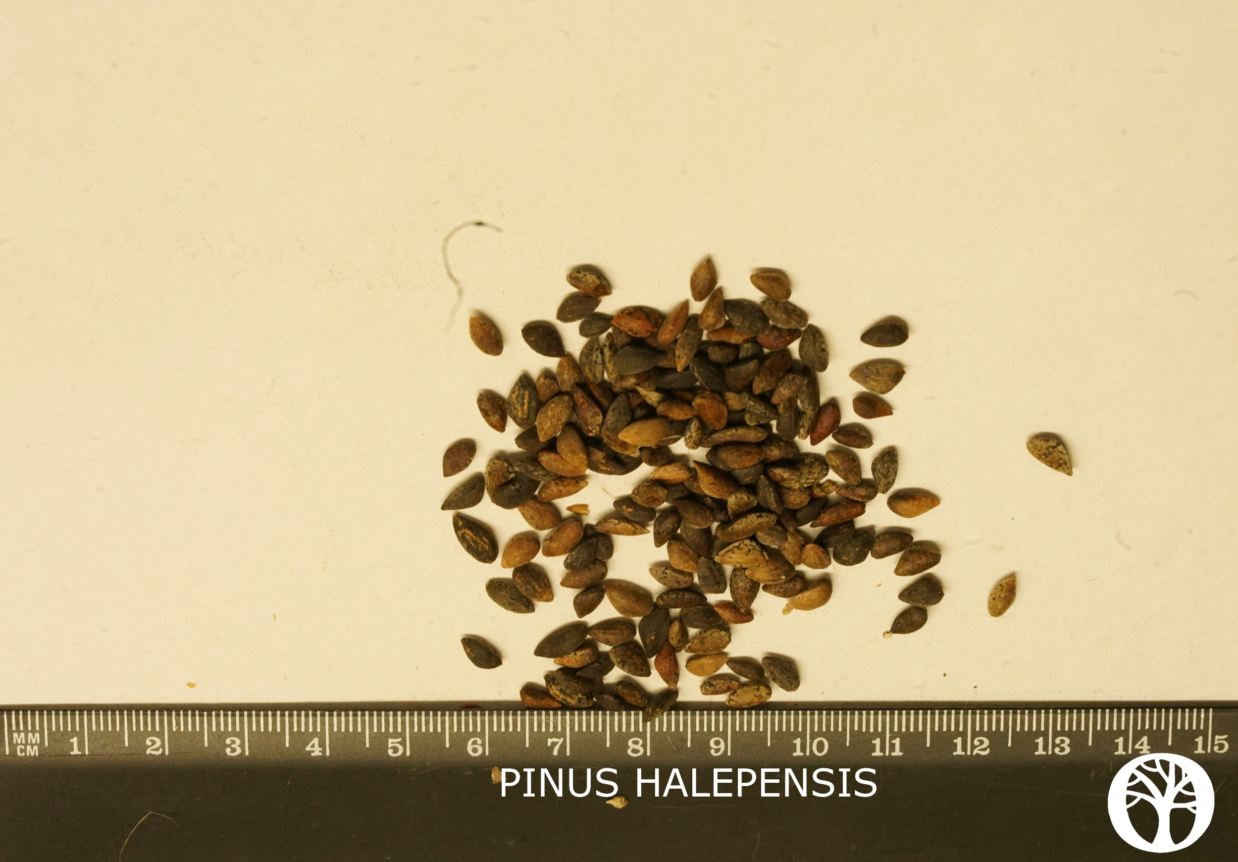 PINUS HALEPENSIS