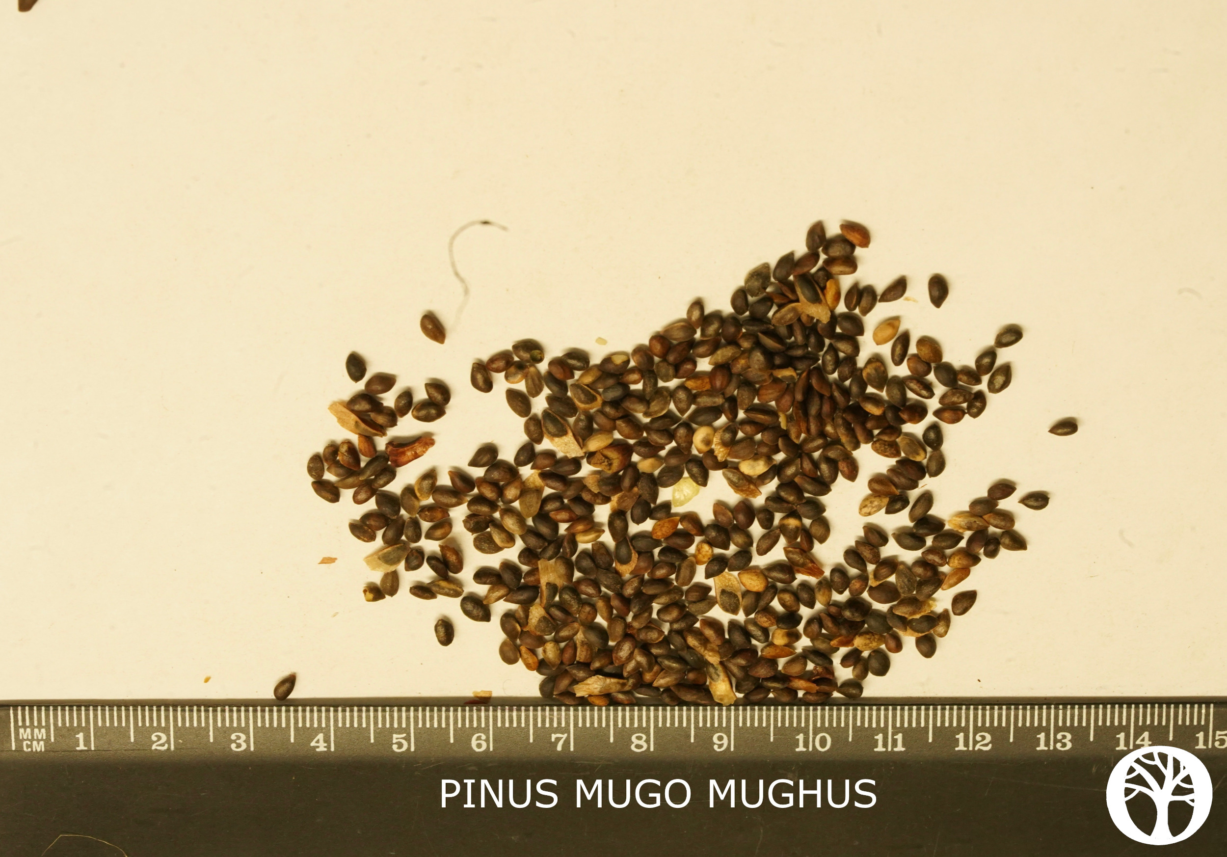 PINUS MUGO MUGHUS