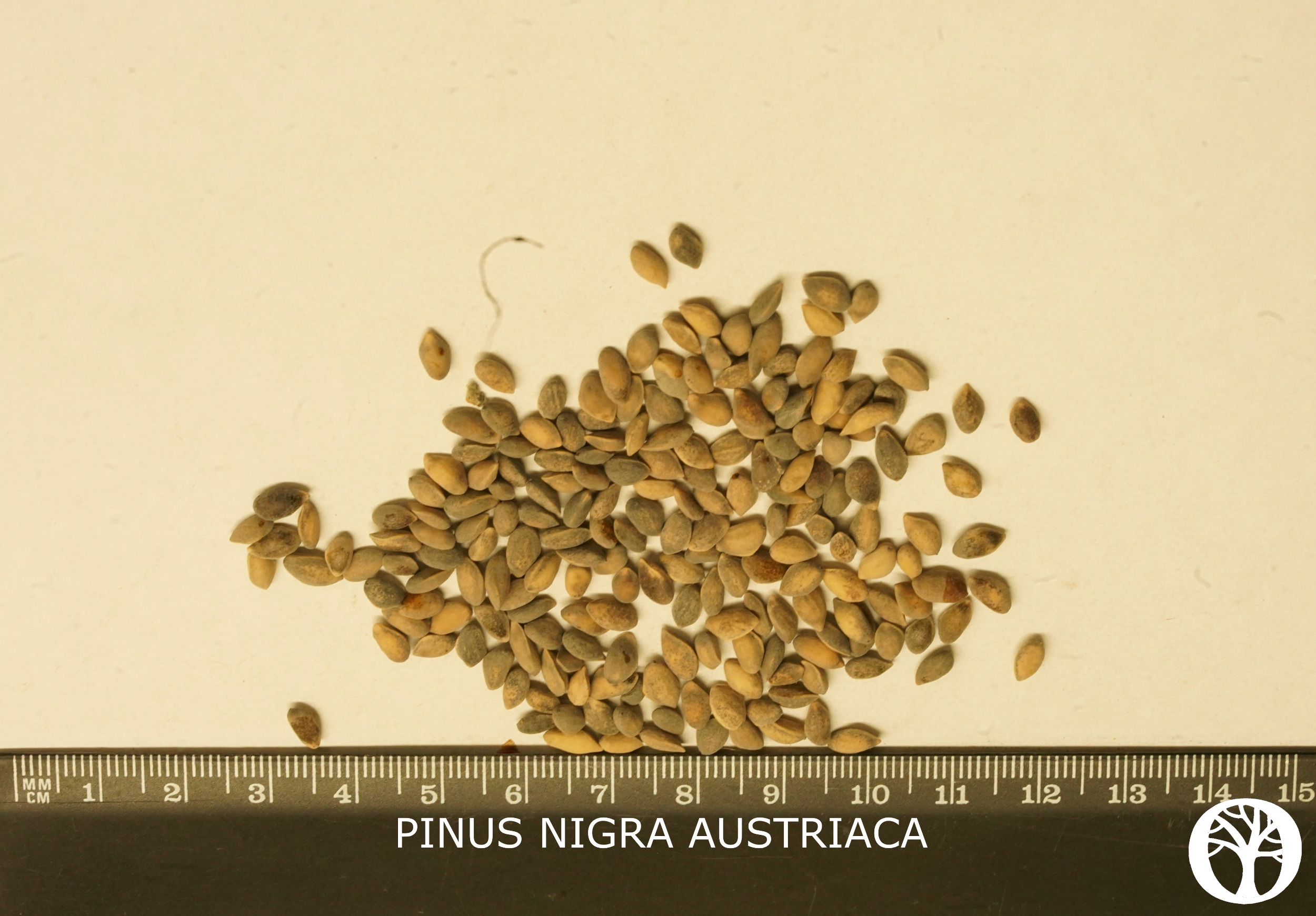 PINUS NIGRA AUSTRIACA