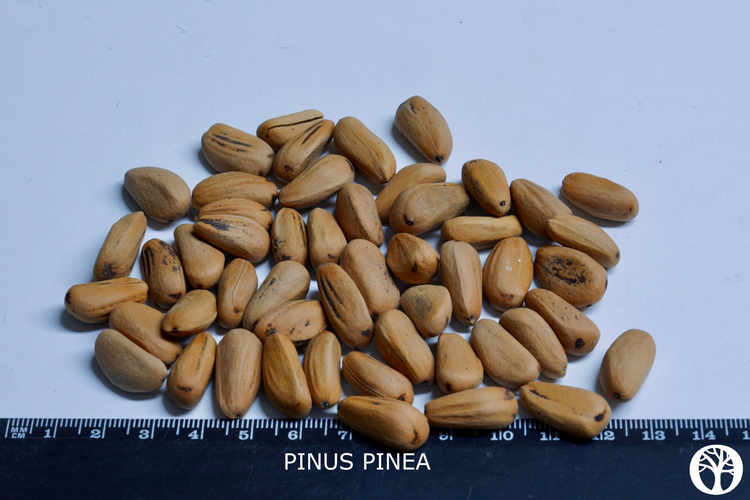 PINUS PINEA