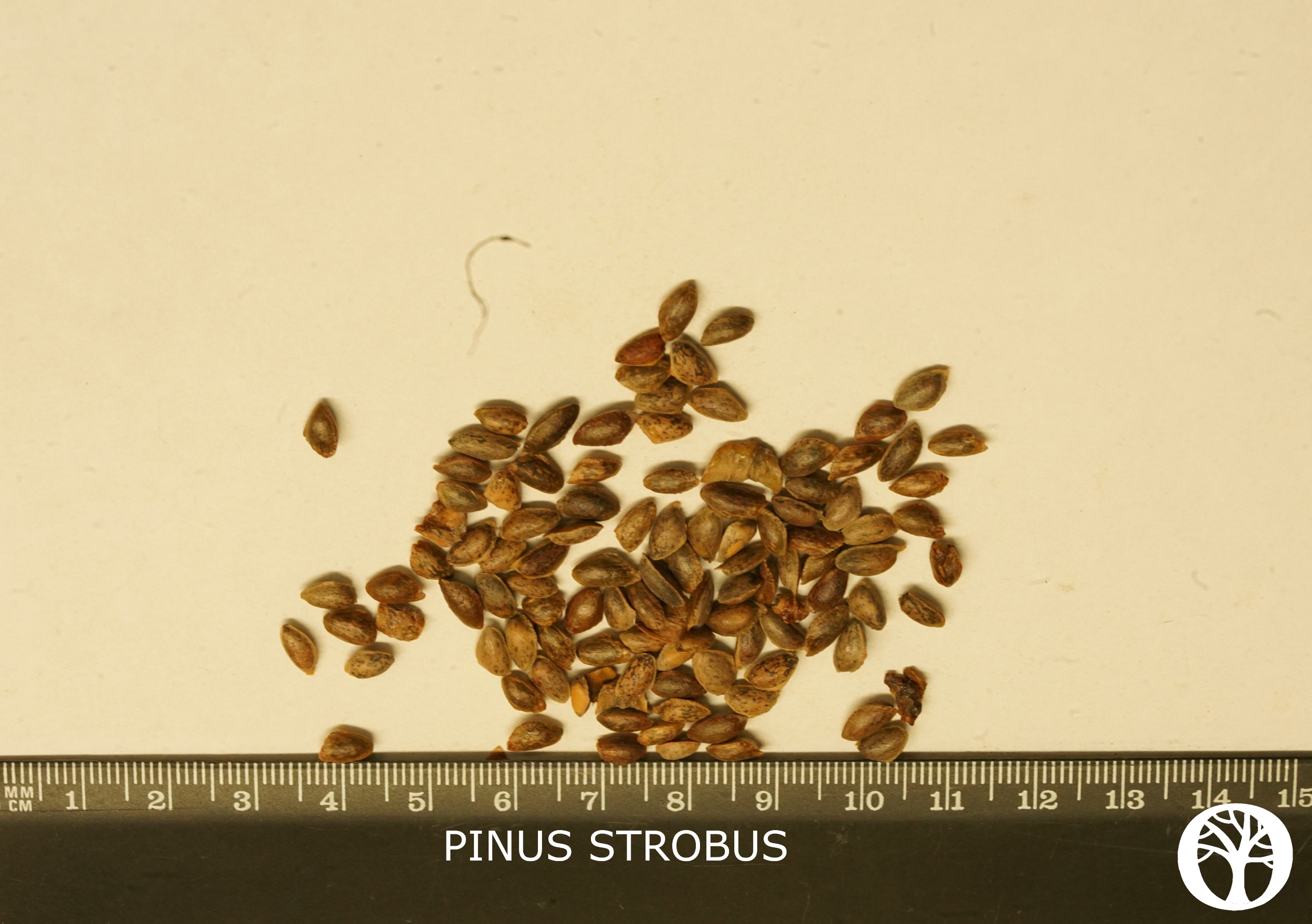 PINUS STROBUS
